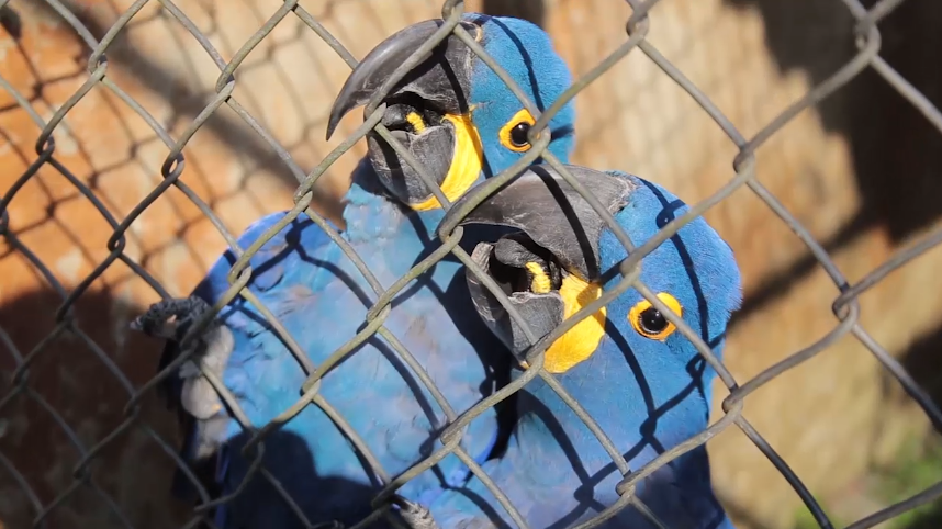 Família de araras azuis do zoo de Curitiba cresce; vídeo fofo mostra momentos de intimidade de pais e bebê