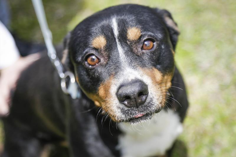 Ação busca incentivar crianças sobre guarda-responsável de animais