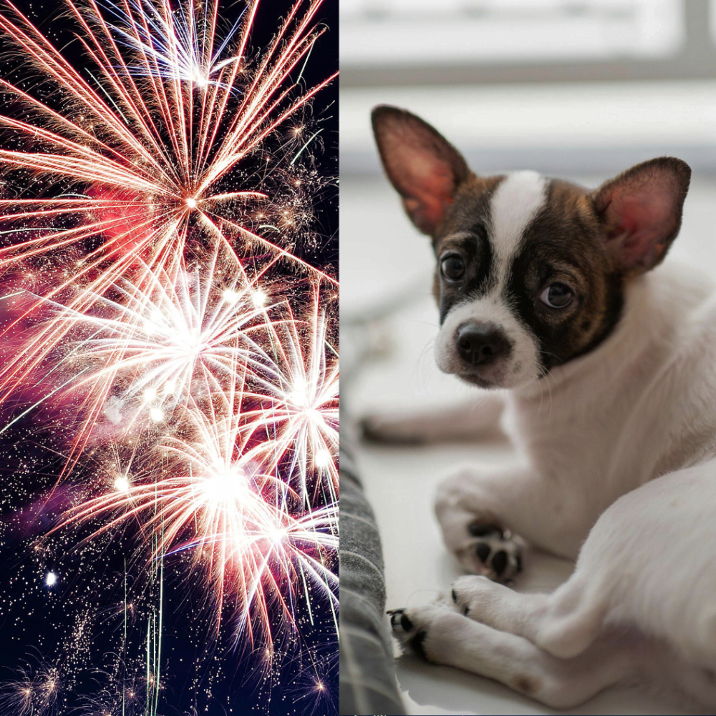 Os fogos de artifício são atração nas festas de fim de ano, mas a tradição causa muito sofrimento aos pets, especialmente aos cães. (Foto: Divulgação)
