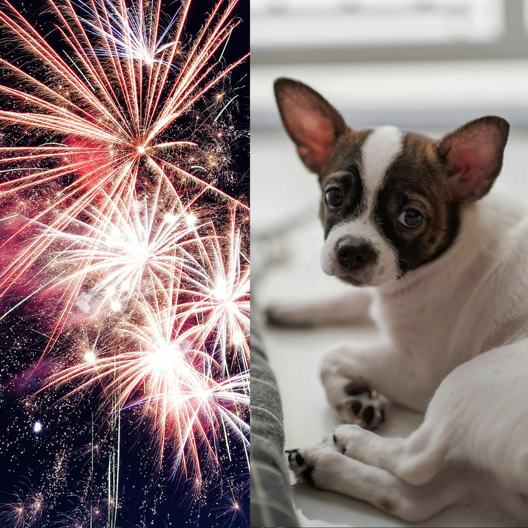 Os fogos de artifício são atração nas festas de fim de ano, mas a tradição causa muito sofrimento aos pets, especialmente aos cães. (Foto: Divulgação)