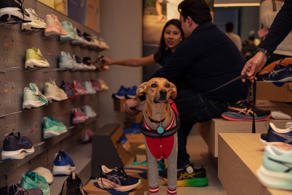 credito Pedro Lemoine (1)