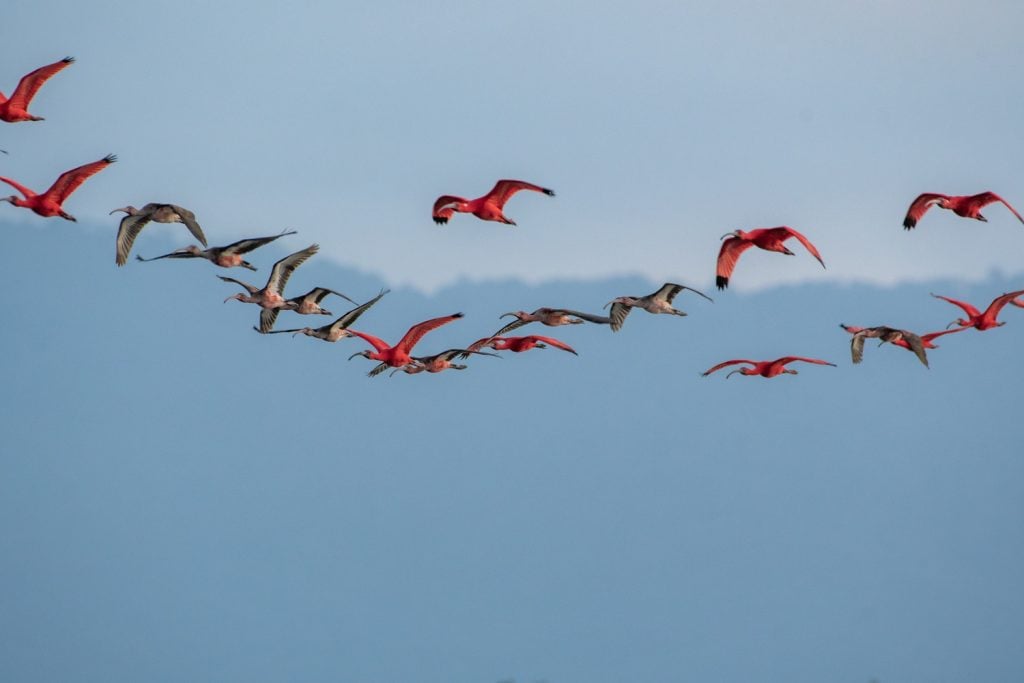 DAV8725 GUARÁ Eudocimus ruber Guaratuba PR Zig Koch 2