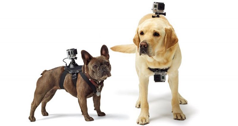 GoPro lança suporte para cães