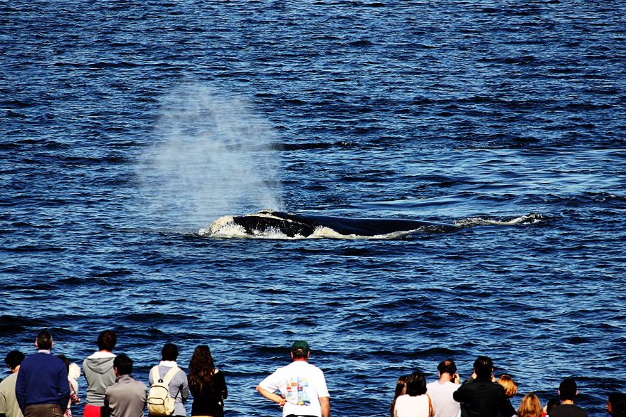 OLHA LÁ! Começou a temporada de baleias no Uruguai