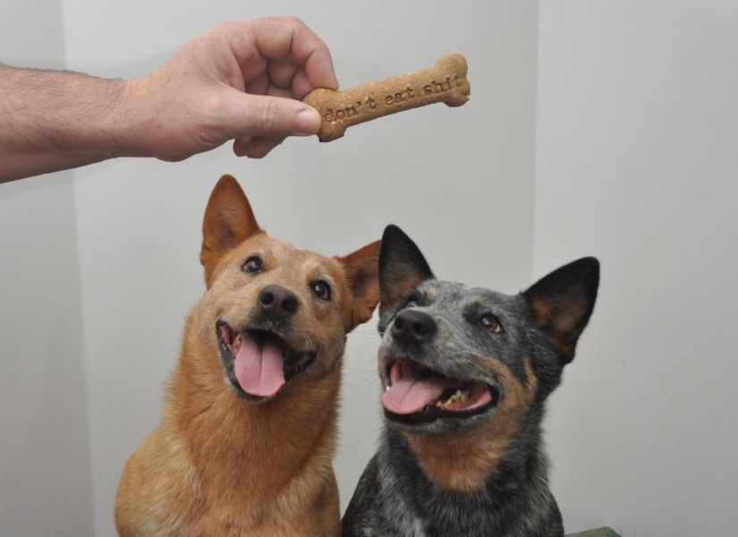 WhataFuck Dogs: Lojas oferecem biscoito canino sabor hambúrguer ?