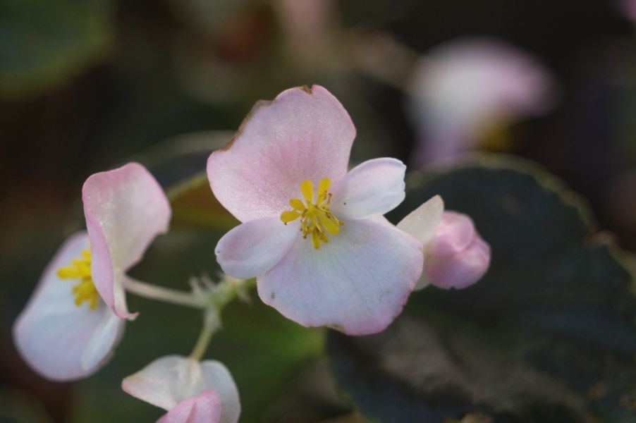 Tudo sobre a flor Begônia: características e curiosidades - TOPVIEW