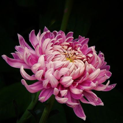 Saiba mais sobre o Crisântemo, a flor nacional do Japão - TOPVIEW