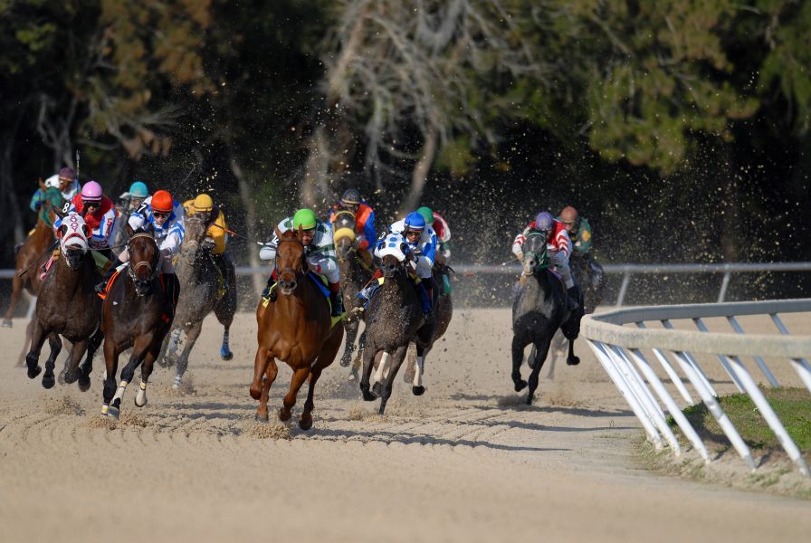 Turfe: como entender e apostar na corrida de cavalos que movimenta