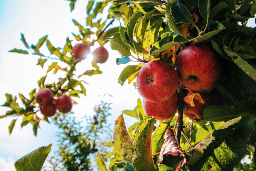Benefícios da maçã para o corpo - maçã é mais eficiente do que o café?