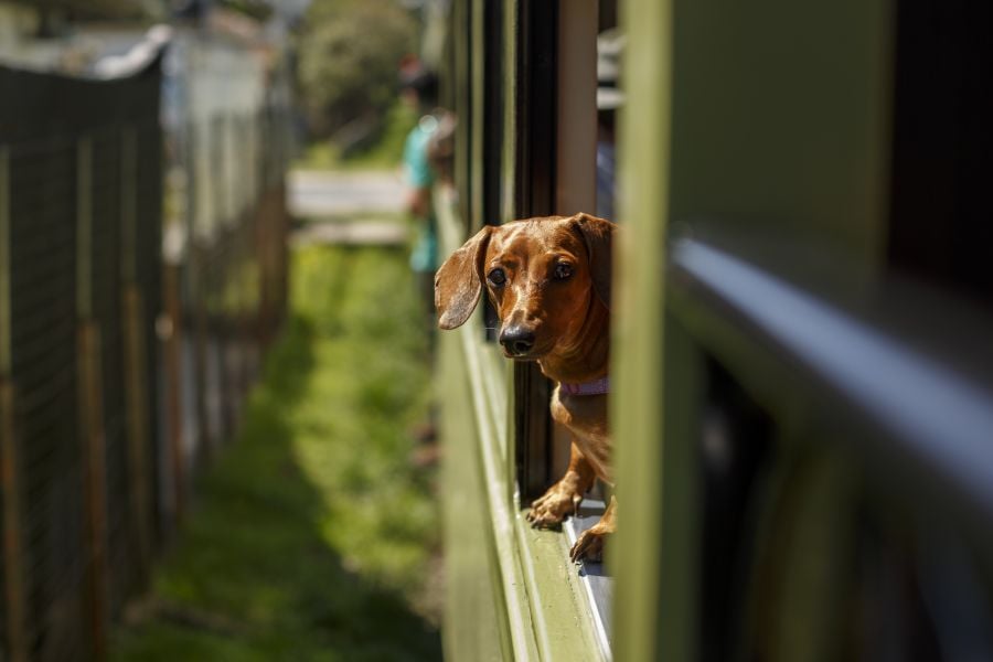 Há vagões com experiência pet na Serra Verde Express (Foto: Bruno Covello)