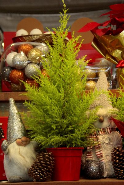 tuiaholandesaesalflores1