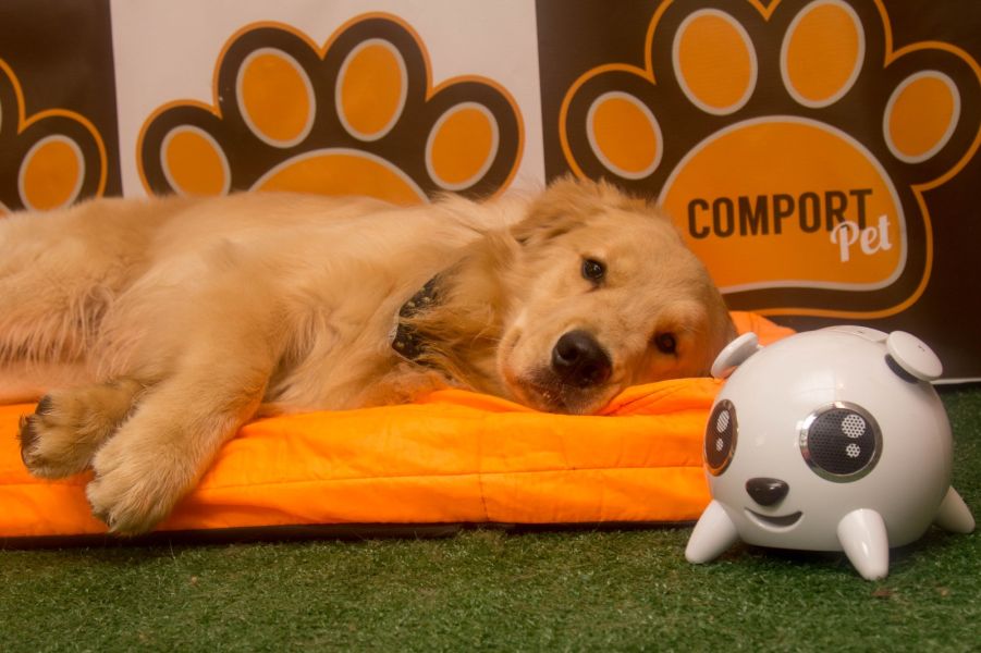 Cão relaxando com musicoterapia. saúde mental dos animais de estimaçãoCão relaxando com musicoterapia.