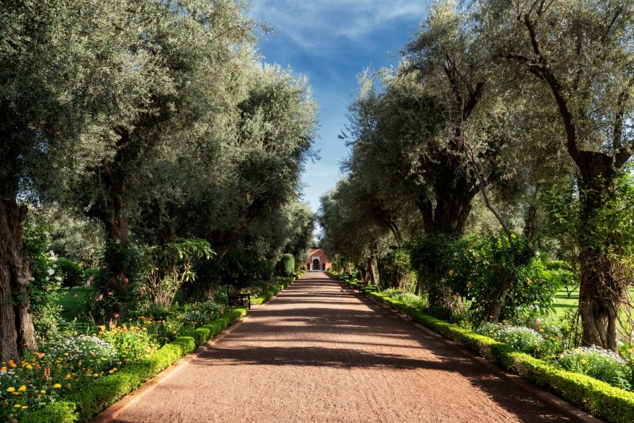 La-Mamounia-gardens-jardins (1)