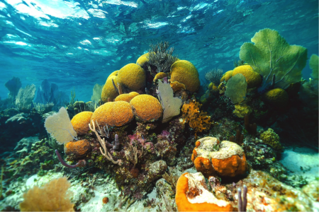 Mergulhar em um universo azul: Turtle Inn, Belize. (Foto: divulgação)