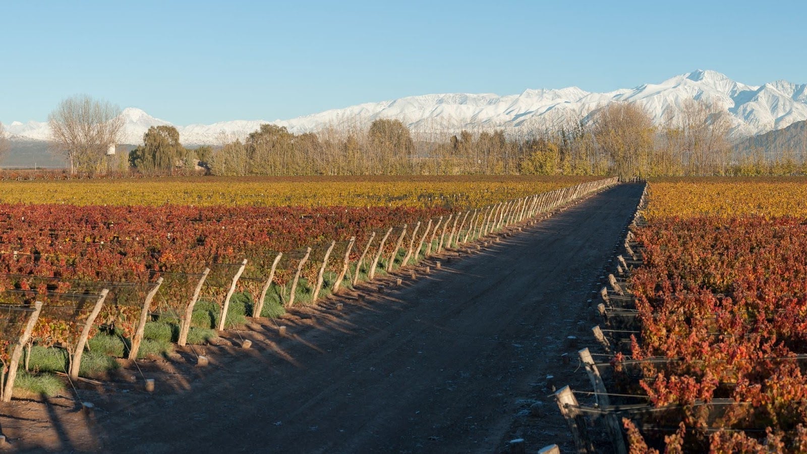 Vinhedo com folhas em tons de outono e estrada de terra ao centro, tendo ao fundo montanhas cobertas de neve sob um céu azul claro.