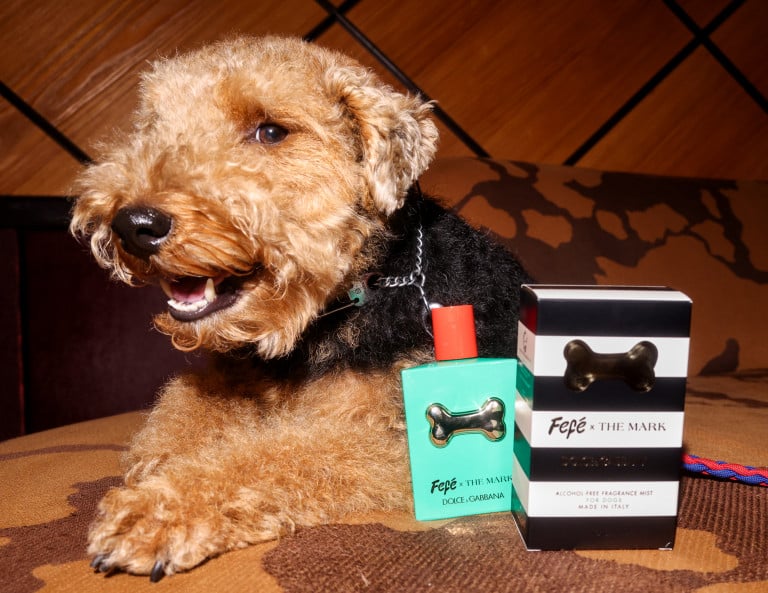 cachorro deitado ao lado de um frasco de perfume verde-água da dolce&gabbana e embalagem listrada